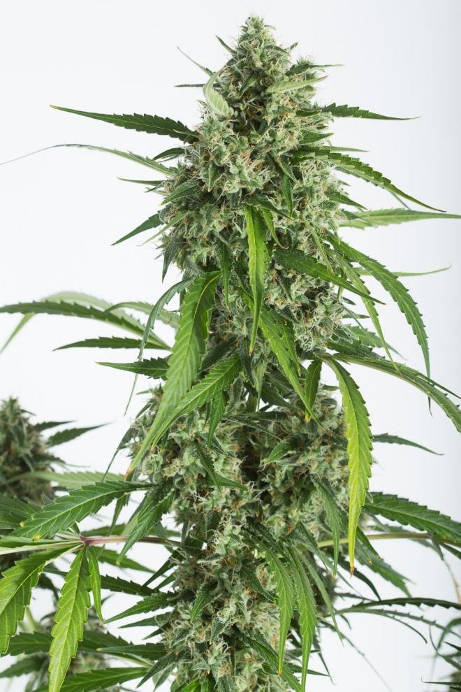 Dinafem - White Widow XXL Autoflowering (auto/fem.)