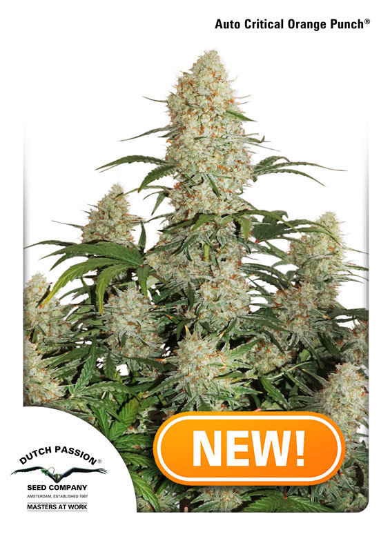 Dutch Passion - Auto Critical Orange Punch (auto/fem.)