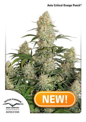 Dutch Passion - Auto Critical Orange Punch (auto/fem.) 05839