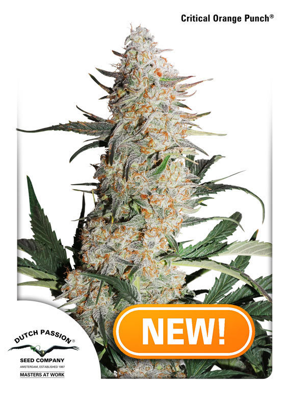 Dutch Passion - Critical Orange Punch (fem.)
