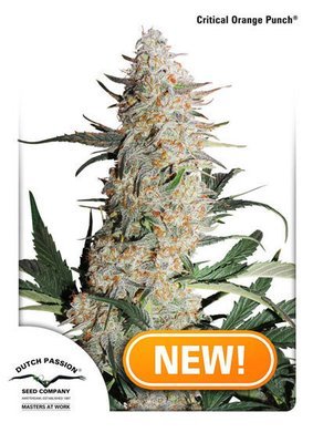 Dutch Passion - Critical Orange Punch (fem.) 05841
