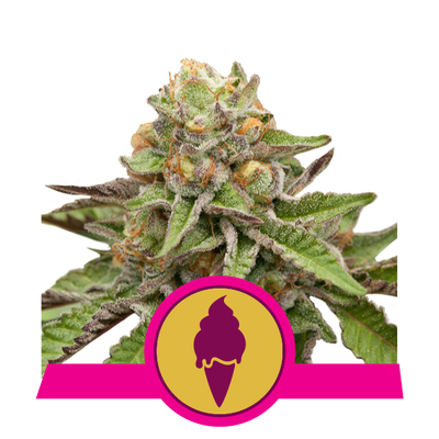Royal Queen Seeds - Green Gelato (fem.) 05847