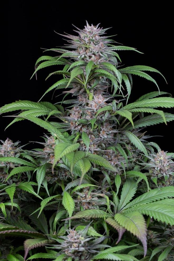 Dinafem - Quick Kush (fem.)