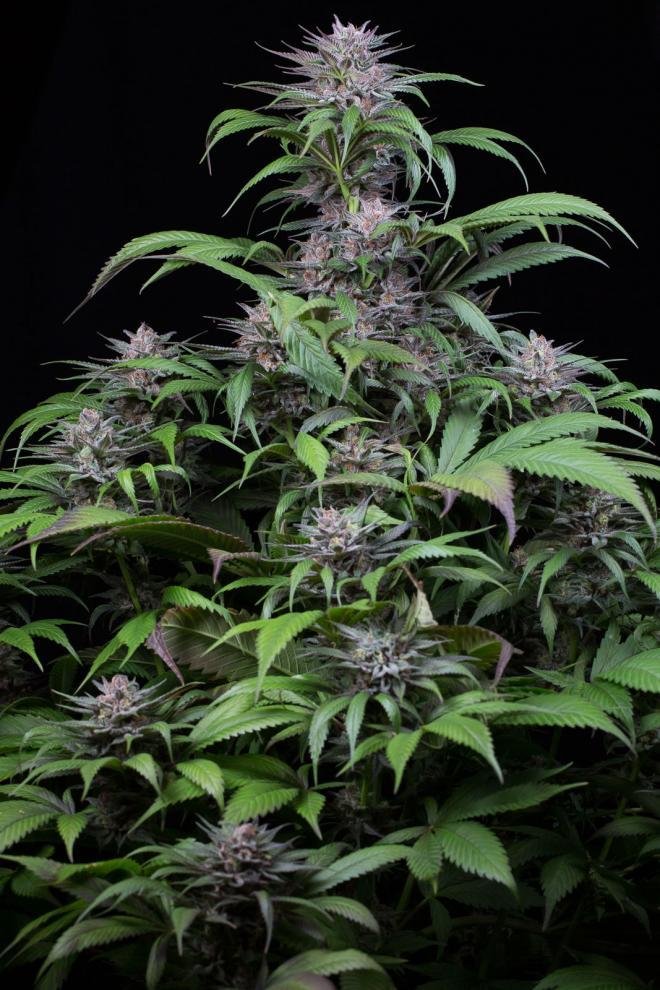 Dinafem - Quick Kush (fem.)