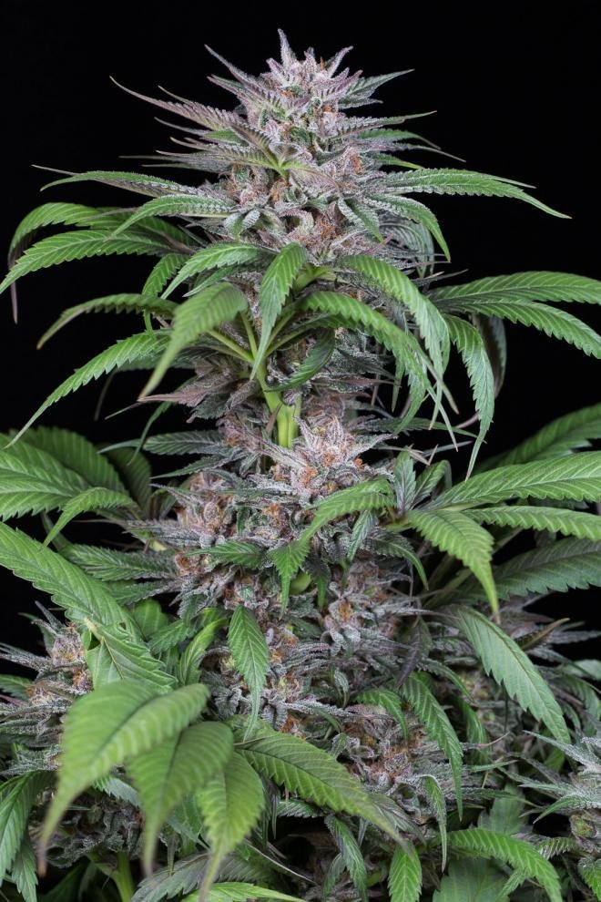 Dinafem - Quick Kush (fem.)