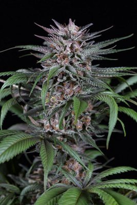 Dinafem - Quick Kush (fem.) 05848