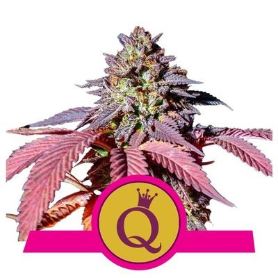 Royal Queen Seeds - Purple Queen (fem.) 05852