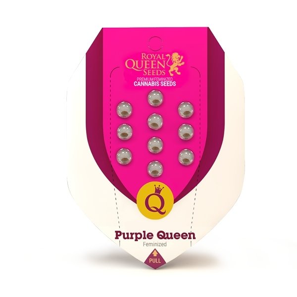 Royal Queen Seeds - Purple Queen (fem.)