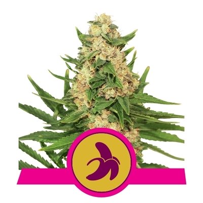 Royal Queen Seeds - Fat Banana (fem.) 05853