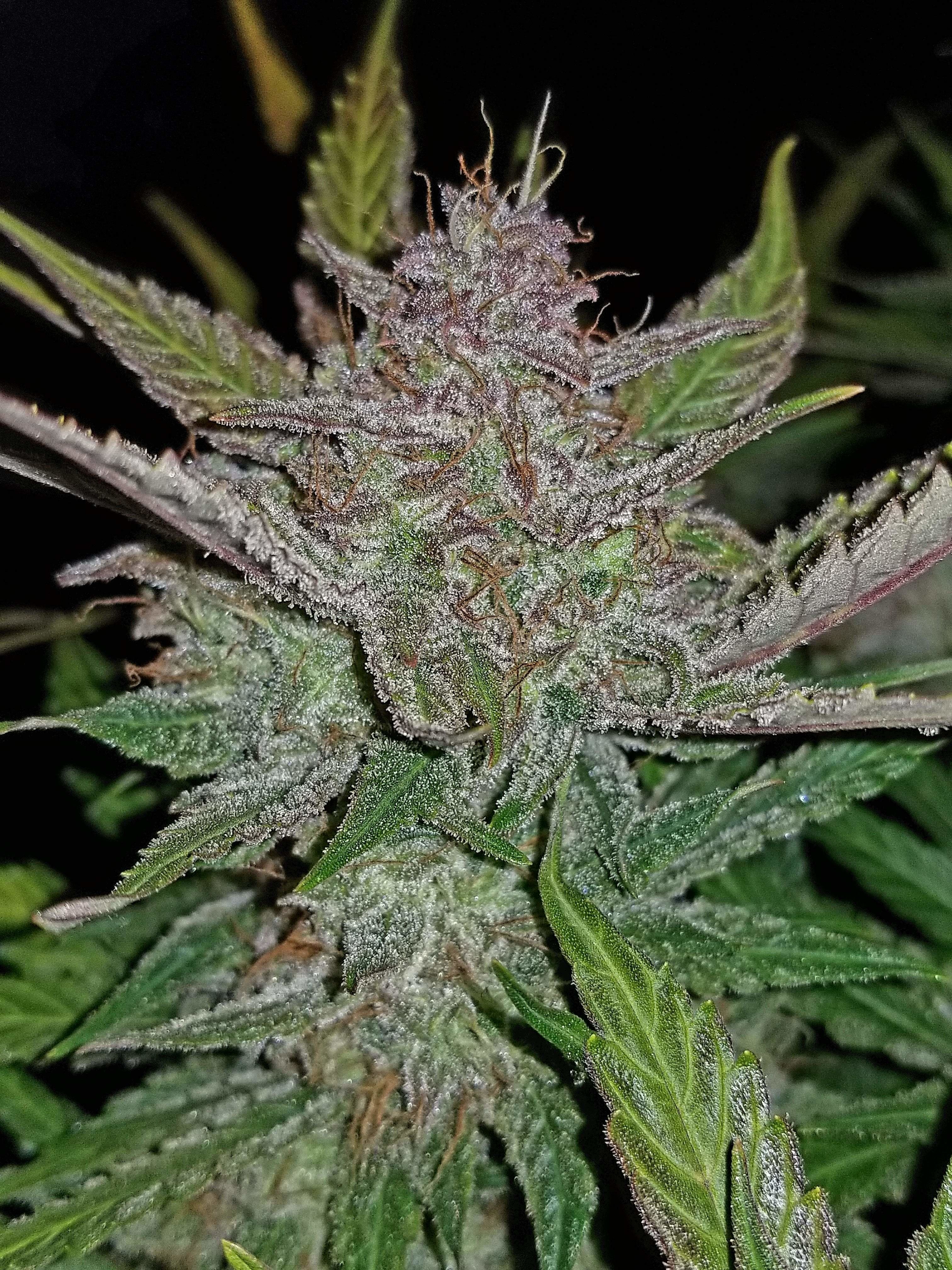 FastBuds - Cream Cookies Auto (auto/fem.)