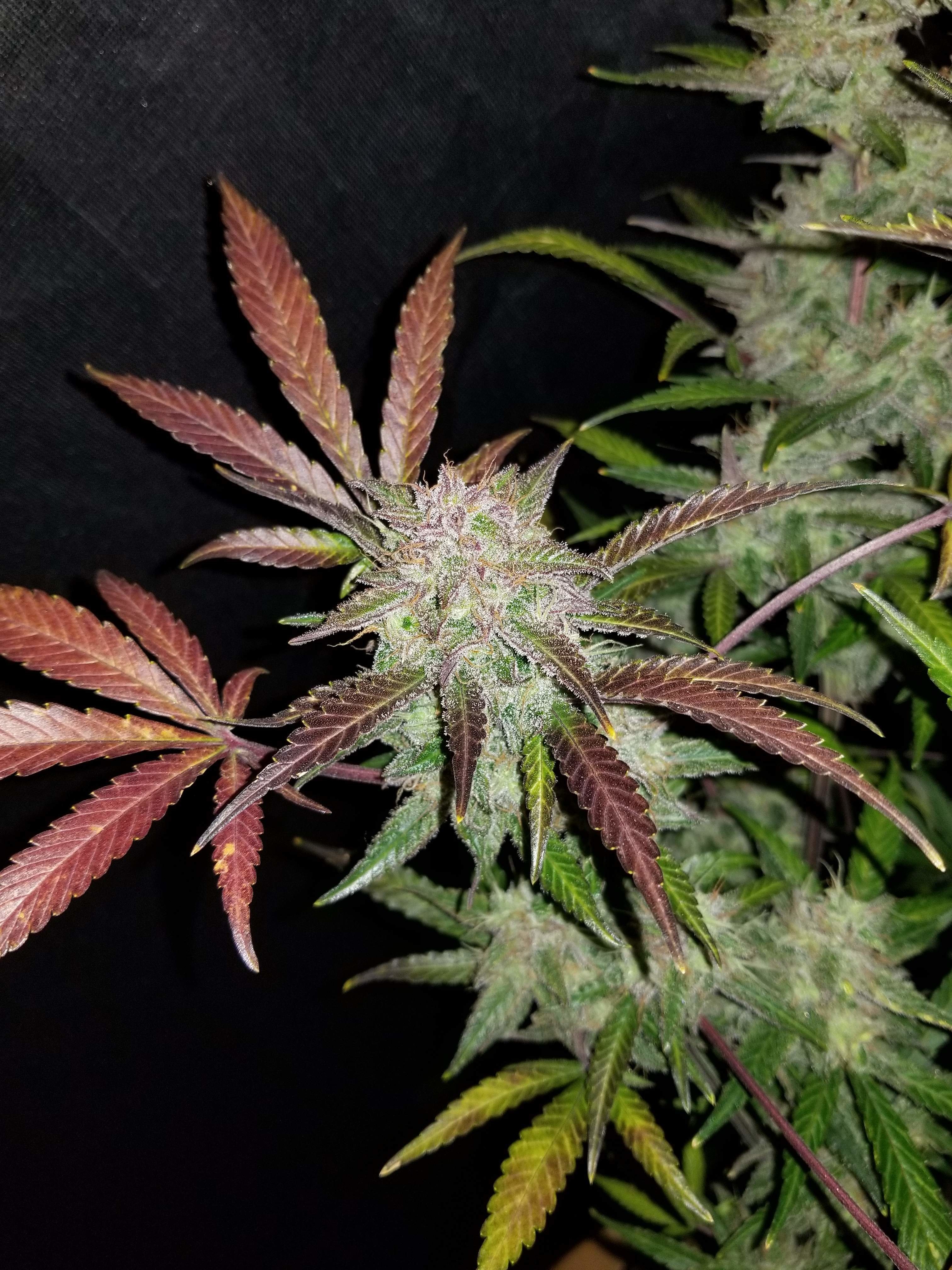 FastBuds - Cream Cookies Auto (auto/fem.)