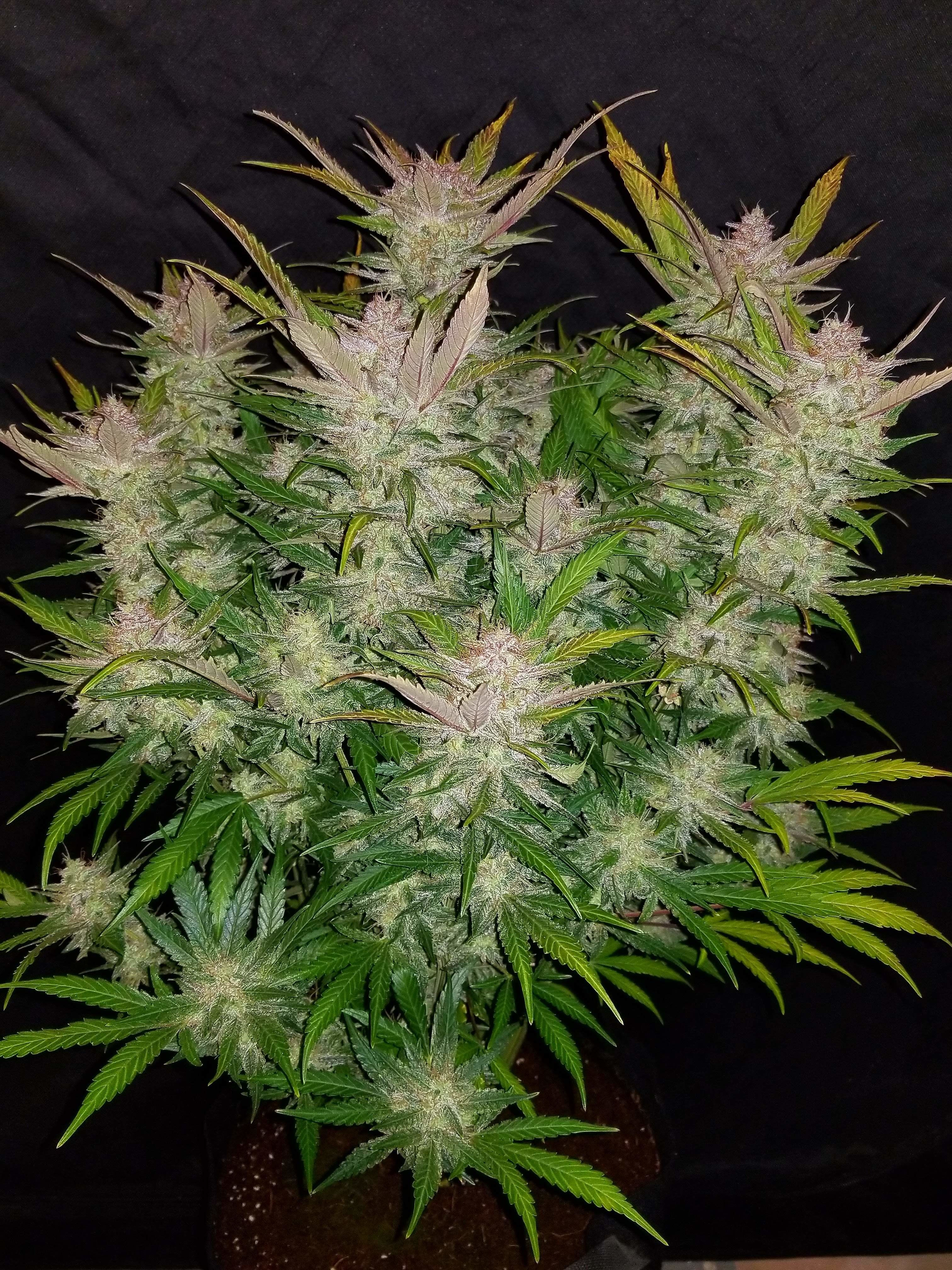 FastBuds - Cream Cookies Auto (auto/fem.)