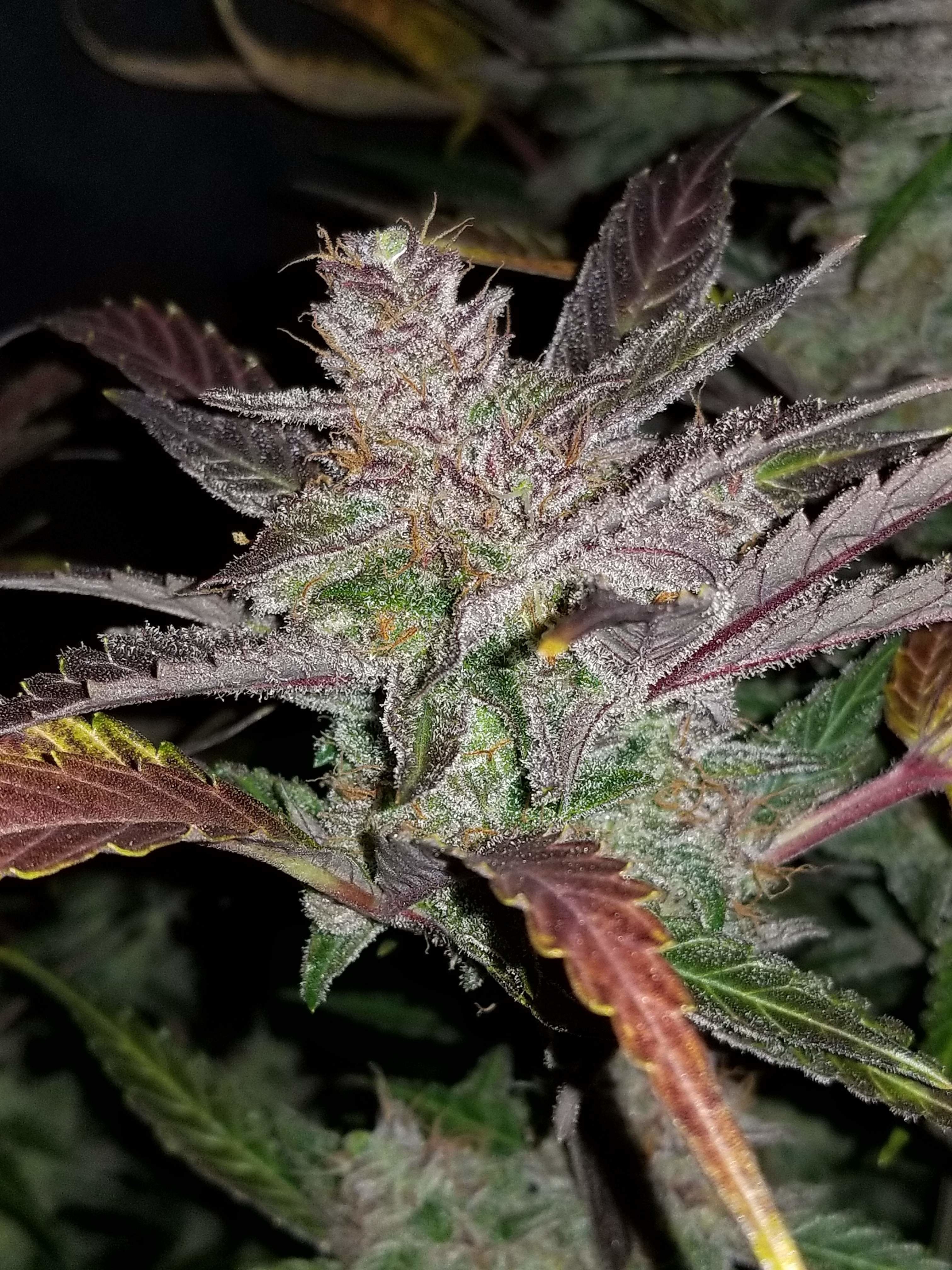 FastBuds - Cream Cookies Auto (auto/fem.)