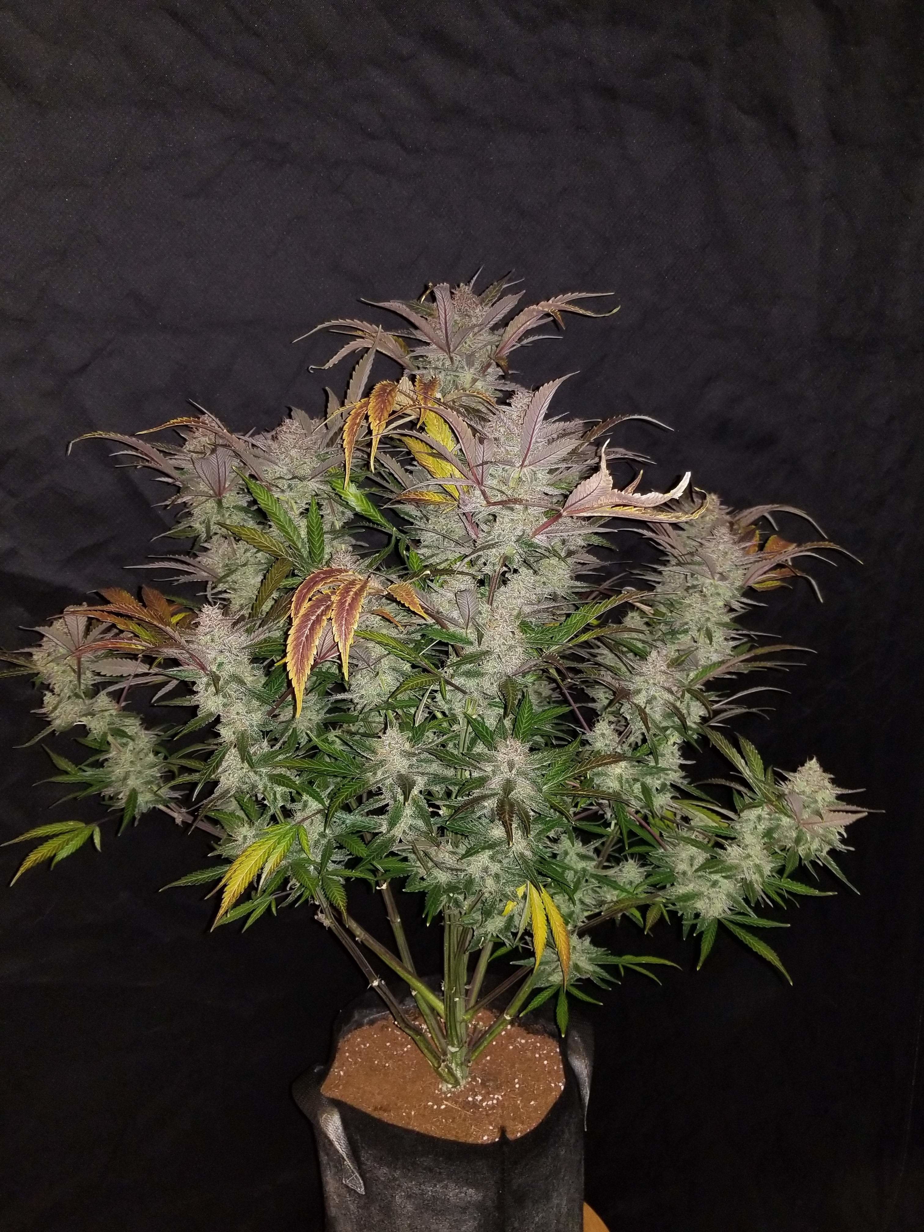FastBuds - Cream Cookies Auto (auto/fem.)