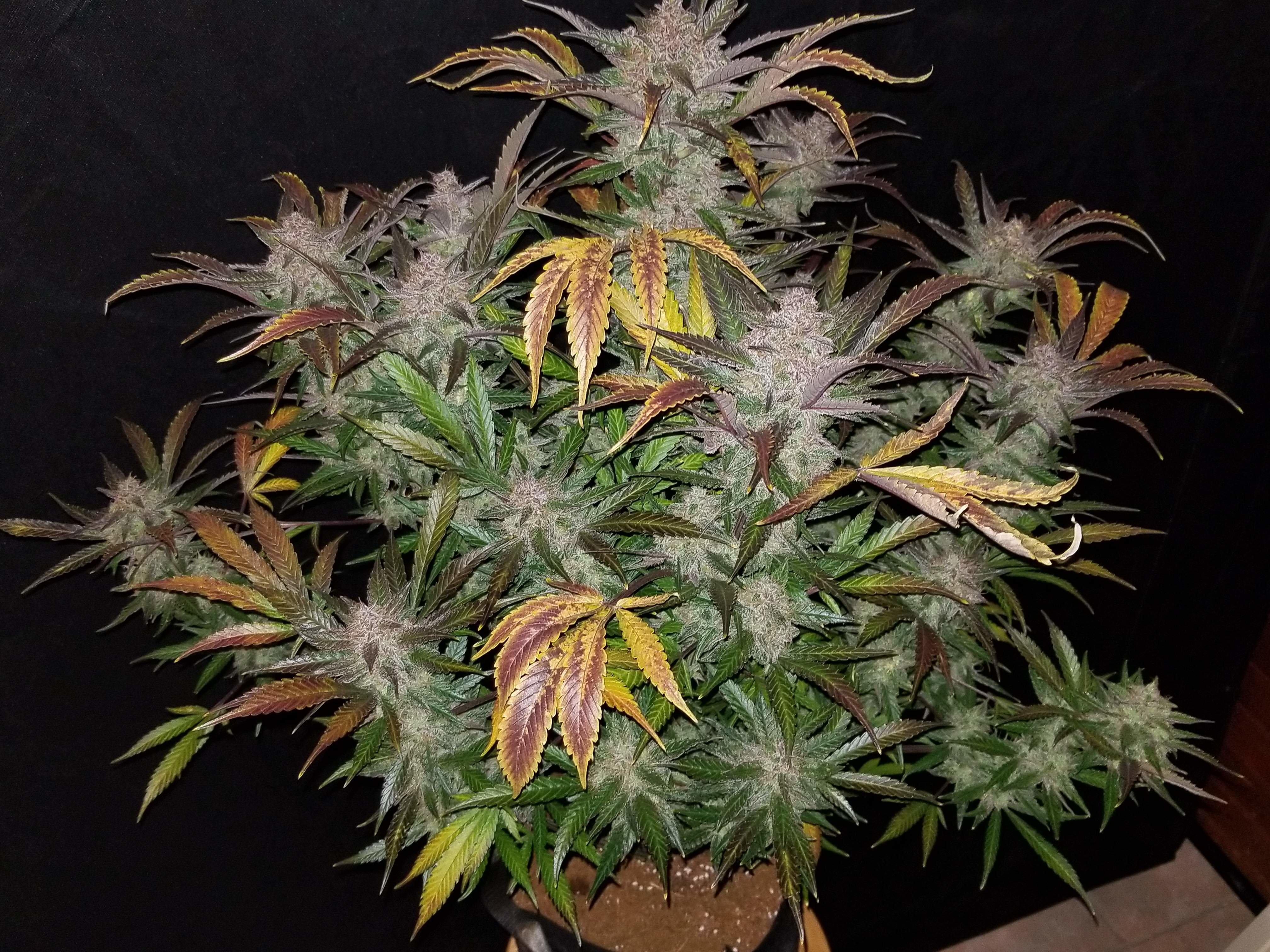 FastBuds - Cream Cookies Auto (auto/fem.)