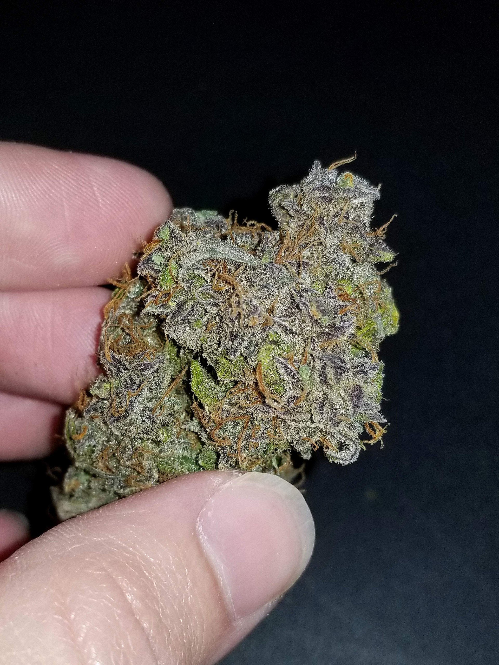 FastBuds - Cream Cookies Auto (auto/fem.)