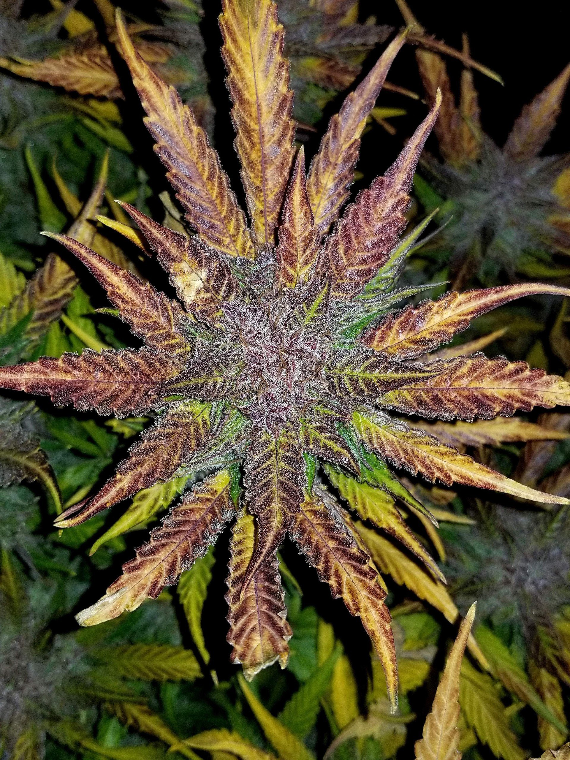 FastBuds - Cream Cookies Auto (auto/fem.)