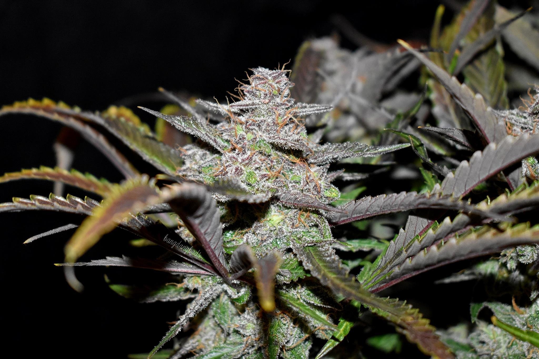 FastBuds - Cream Cookies Auto (auto/fem.)