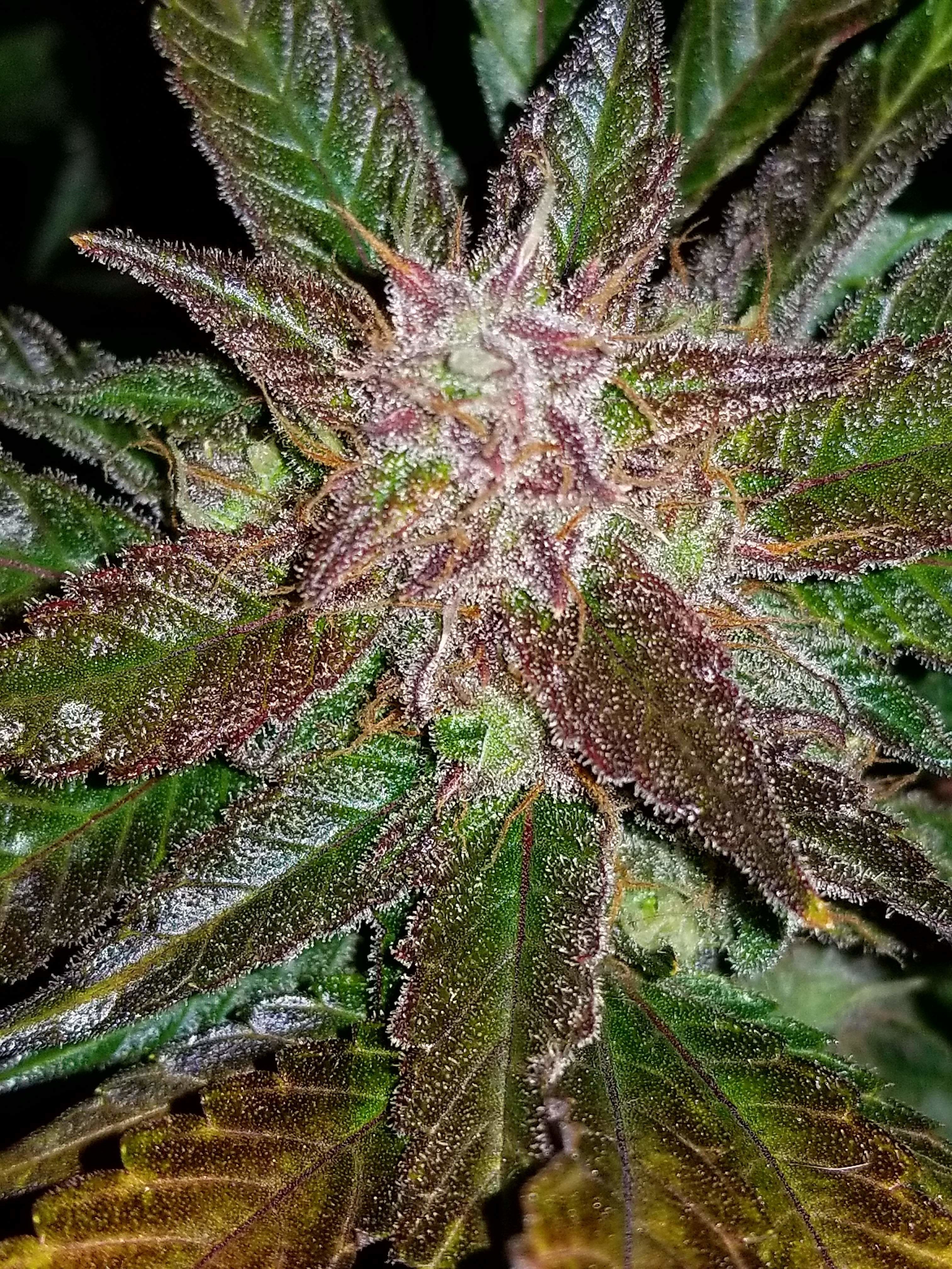 FastBuds - Cream Cookies Auto (auto/fem.)