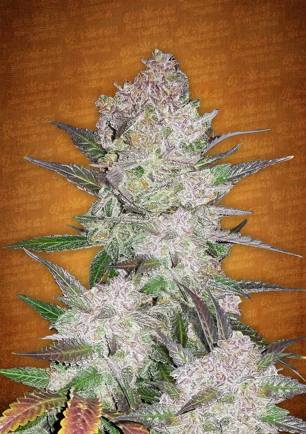 FastBuds - Cream Cookies Auto (auto/fem.)