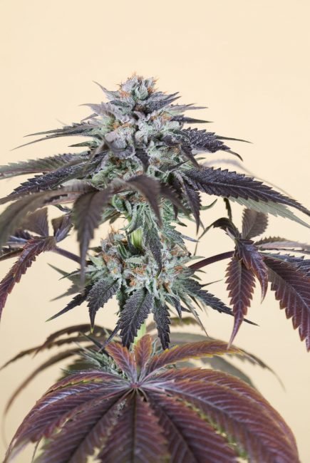 Humboldt Seed Organization - Bubba's Gift (fem.)