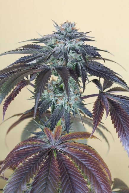 Humboldt Seed Organization - Bubba's Gift (fem.)