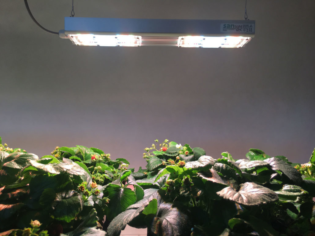 SANlight S2W - LED лампа 62W для выращивания каннабиса и других растений