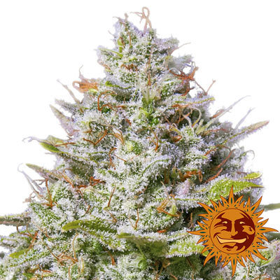 Barney's Farm - Blue Gelato 41 (fem.)