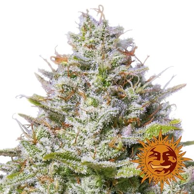 Barney's Farm - Blue Gelato 41 (fem.) 05940