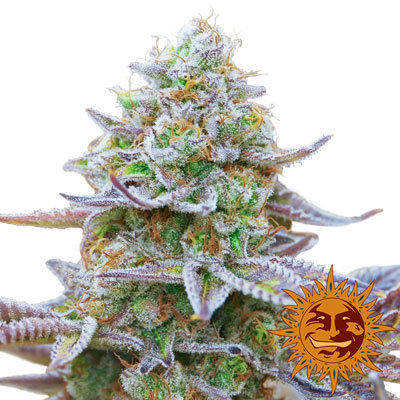 Barney's Farm - Gorilla Zkittlez (fem.)
