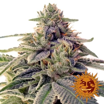 Barney's Farm - Shiskaberry (fem.) 05944