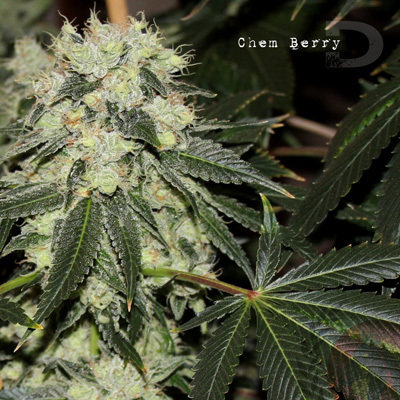 Dark Horse Genetics - Chem Berry Diesel (reg.) 05949