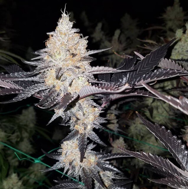Dark Horse Genetics - Double Lemon Pie (reg.)