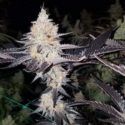 Dark Horse Genetics - Double Lemon Pie (reg.) 05950