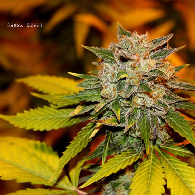 Dark Horse Genetics - Gamma Berry (reg.) 05951