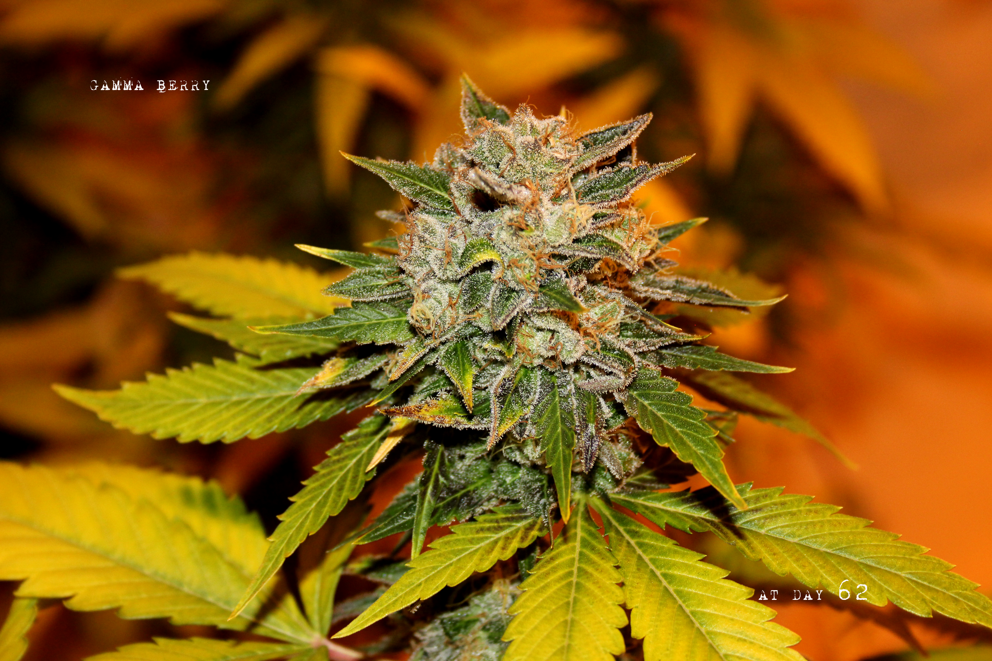Dark Horse Genetics - Gamma Berry (reg.)