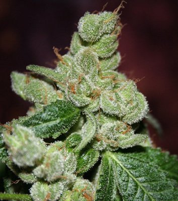 Dark Horse Genetics - Kings Banner (reg.) 05952