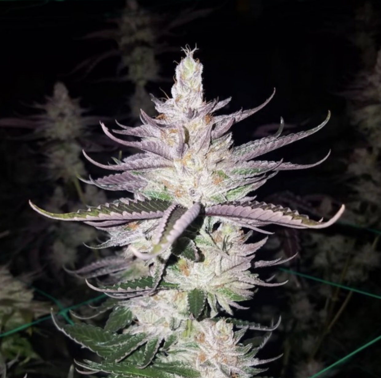Dark Horse Genetics - Lemon Jedi (reg.)