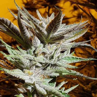 Dark Horse Genetics - Sagerbloom Haze (reg.) 05954