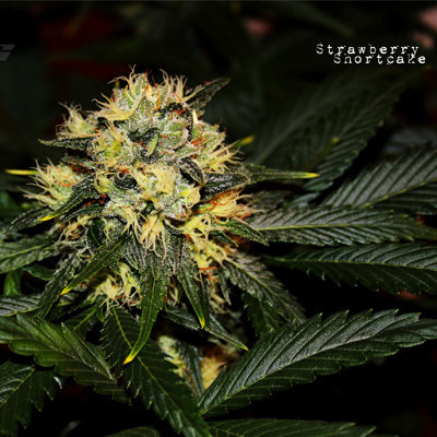 Dark Horse Genetics - Strawberry Shortcake (reg.) 05955