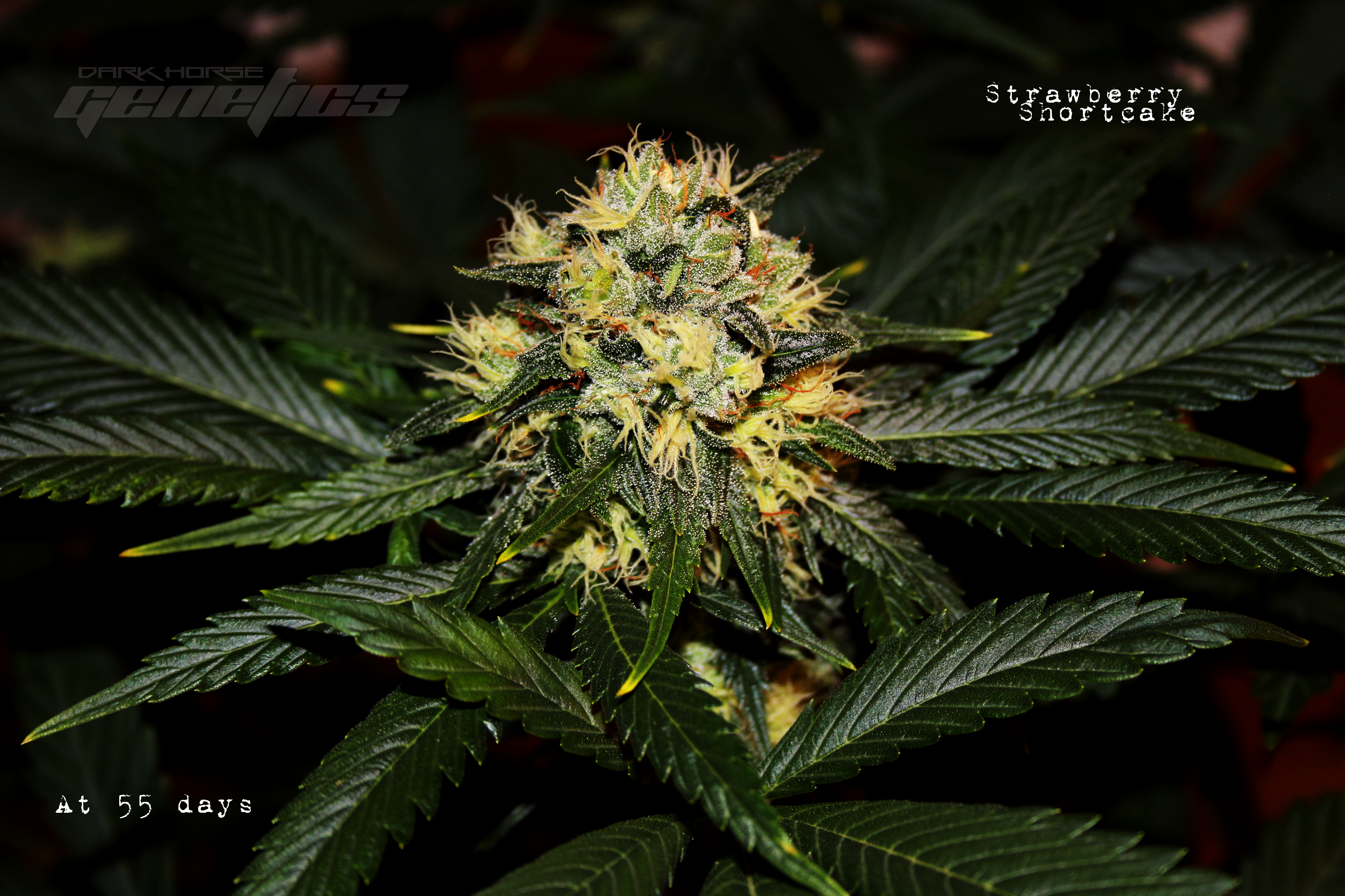 Dark Horse Genetics - Strawberry Shortcake (reg.)