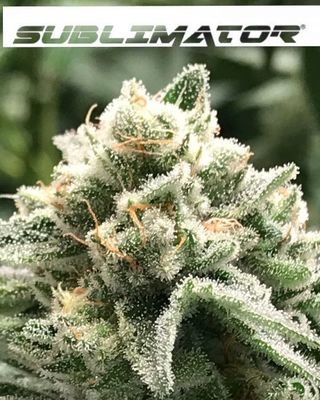 R-Kiem Seeds - Sublimator (fem.) 05963