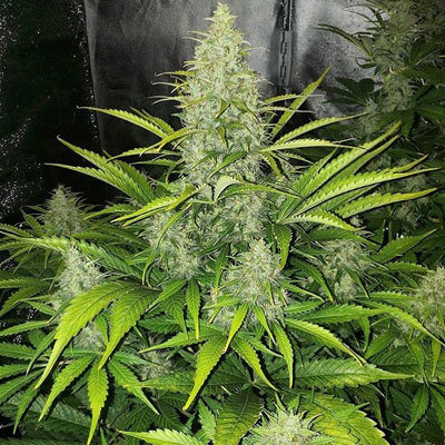 Devil's Harvest Seeds - Auto Reek'n (auto/fem.) 05964