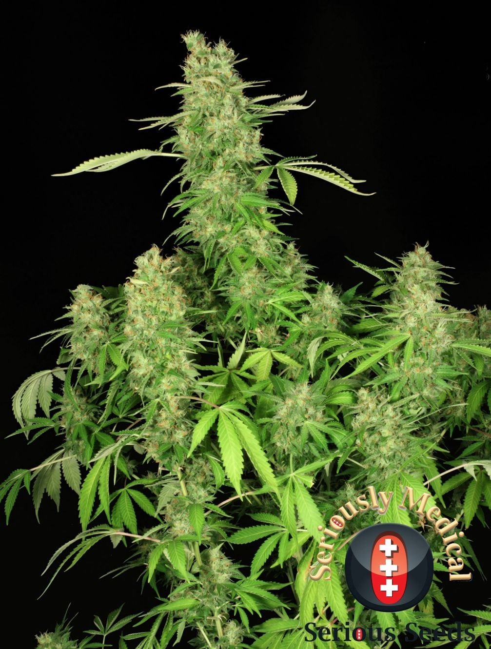 Serious Seeds - CBD Chronic (fem.)