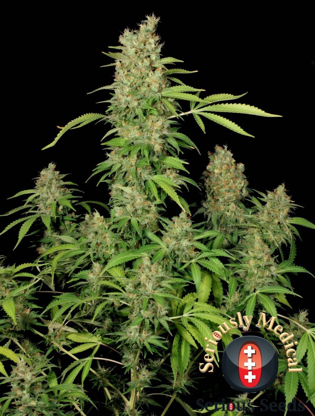 Serious Seeds - CBD Chronic (fem.)