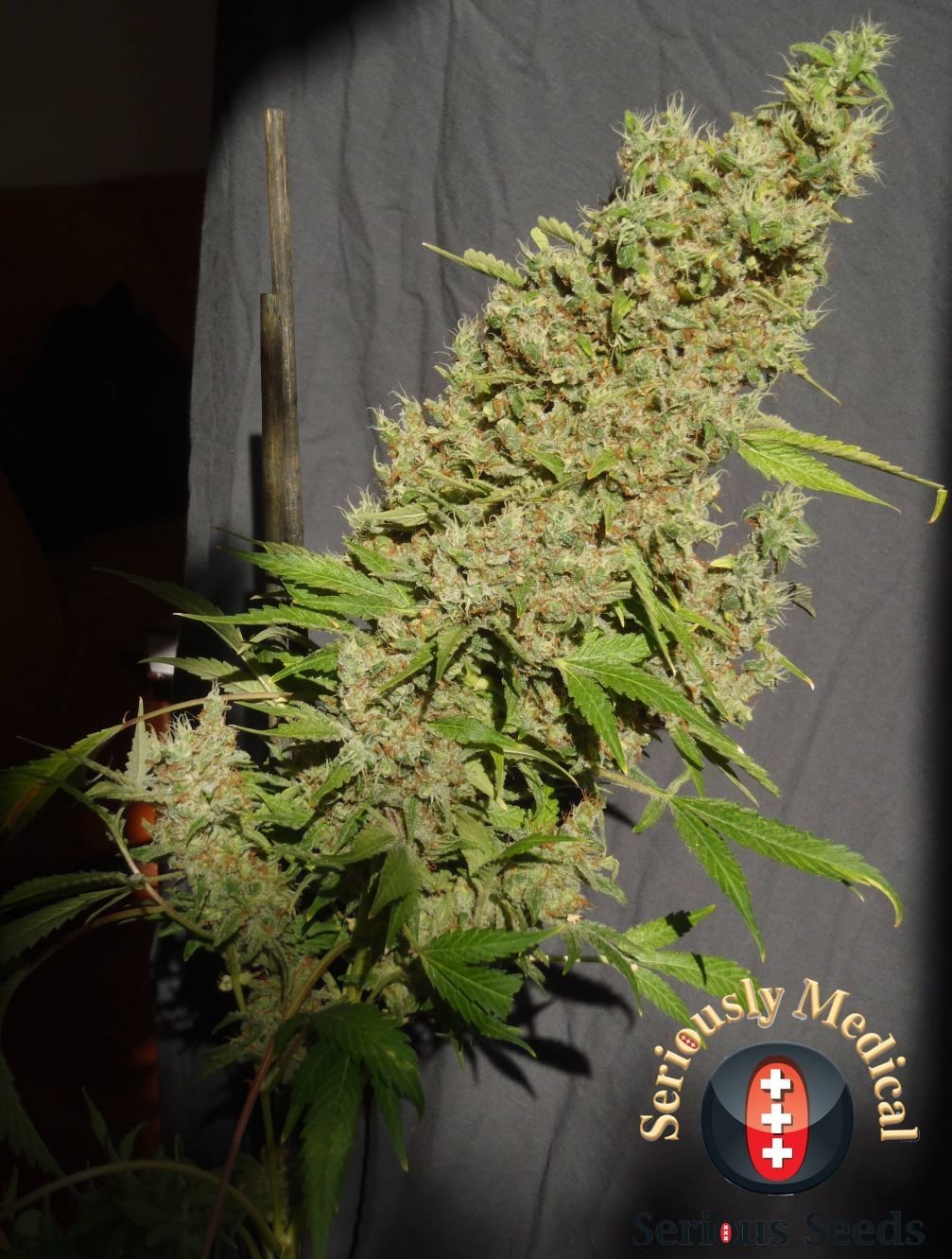 Serious Seeds - CBD Chronic (fem.)