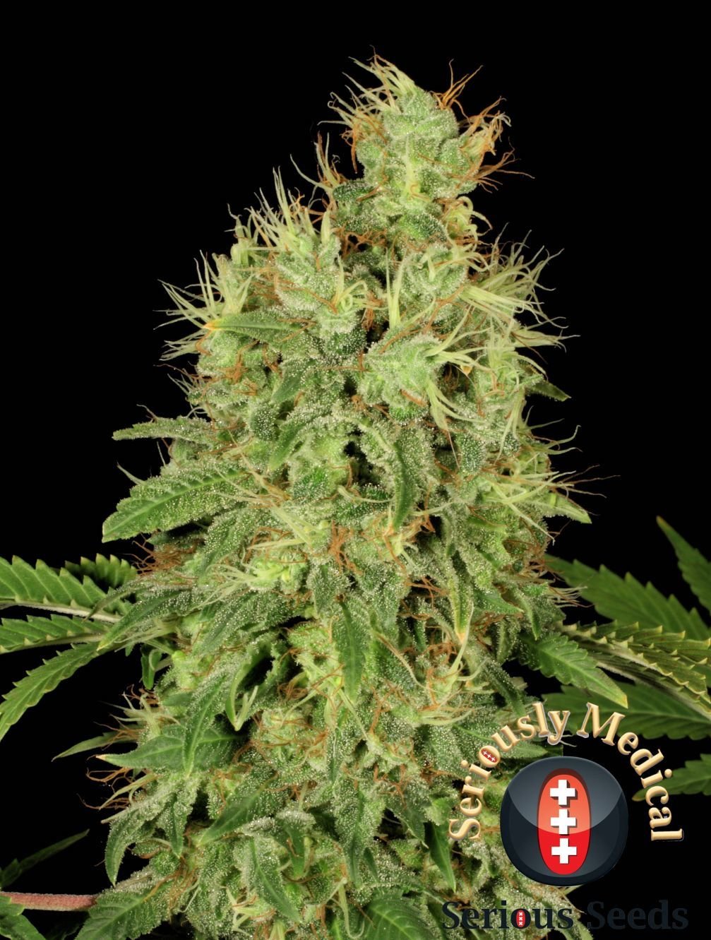 Serious Seeds - CBD Chronic (fem.)