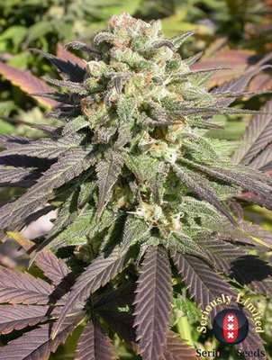 Serious Seeds - CBD-enriched Warlock (fem.) 05966