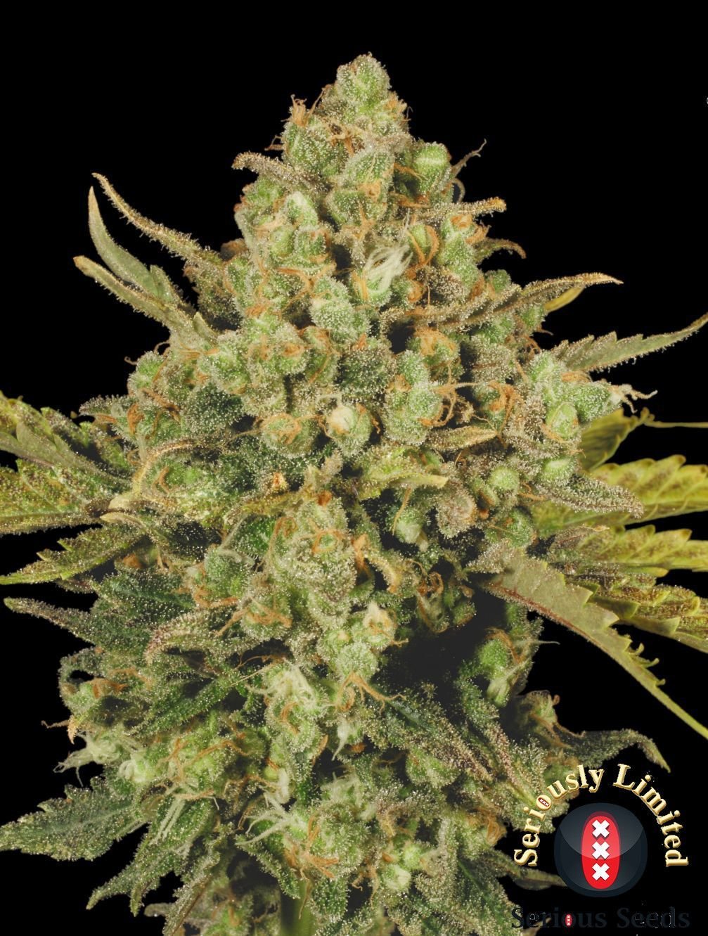 Serious Seeds - CBD-enriched Warlock (fem.)