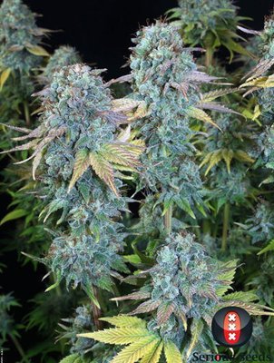 Serious Seeds - Serious Happiness (fem.) 05967